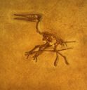 Vorschau Fossil, Flugsaurier (Pterodactylus kochi)
