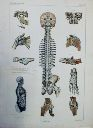 Vorschau Anatomischer Atlas von S. Laskowski, Tab. IV