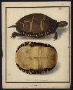 Vorschau Handzeichnung, F.W. Wunder, Zierschildkröte