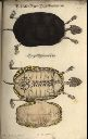 Vorschau Kupferstich, J.D. Meyer, vermutl. Europäische Sumpfschildkröte