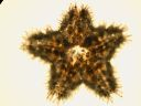 Vorschau Seestern, jung, Asterina gibbosa (Echinodermata)