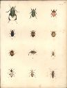 Vorschau Alexander von Humboldt, Reisewerk, Zoologie, Pl. 15 Insecta