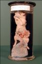 Vorschau Fetus einer Hauskatze mit Plazenta