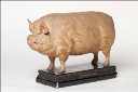Vorschau Typus der mittelschweren weissen englischen Schweineracen