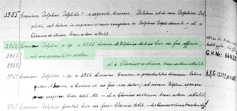 Abbildung 2: Crania Delphini n. sp. a 3955 diversa. illi Delphini dubii Cuv. oss. foss. affinea aut vero sumuliter (simuliter?) eodem (Übersetzung: Delphinschädel n. sp. (neue Art) von 3955 verschieden. Die ausgegrabenen Knochen ähneln denen von Delphinus dubius (Cuvier) oder sind sogar völlig gleich.) cl. a Chamisso ex itinere trans orbem mundum attulit. (Übersetzung: Von Chamisso gesammelt, brachte er sie von seiner Reise um die Welt mit.)