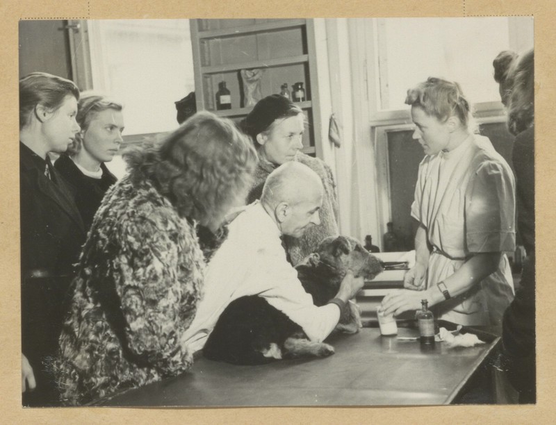 Die Studentin im Aufbau eines neuen Deutschland. Gasthörer in der tierärztlichen Poliklinik der HU, 1947. Foto: unbekannt. Eigentum der HU