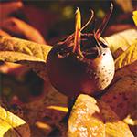 Symbolbild Späth-Arboretum mit Späth-Archiv und Herbarium BHU