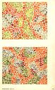Vorschau Pseudo-isochromatische Tafeln zur Prüfung des Farbsinnes, Tafel XII