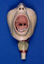 Vorschau Modell, menschliche Mundhöhle