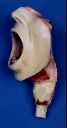 Vorschau Modell, menschliche Mundhöhle, Seitenansicht
