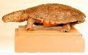 Vorschau Dermoplastik, Schildkröte (Pelomedusa subrufa)