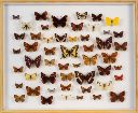 Vorschau Schmetterlingskasten mit 51 Tagfaltern