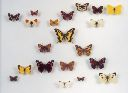 Vorschau Schmetterlingskasten mit 20 Tagfaltern