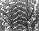 Vorschau Mikroskopische Aufnahme, Schneckenradula, Brotia gemmifera (Aufnahme 1)