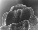 Vorschau Mikroskopische Aufnahme, Schnecke, Brotia gemmifera (Aufnahme 5)