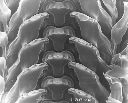 Vorschau Mikroskopische Aufnahme, Schneckenradula, Brotia patriarchalis (Aufnahme 2)