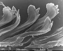 Vorschau Mikroskopische Aufnahme, Schneckenradula, Brotia patriarchalis (Aufnahme 3)