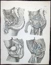 Vorschau Anatomischer Atlas von M. D. Weber, TAB. XXVII