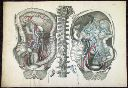 Vorschau Anatomischer Atlas von M. D. Weber, TAB. XVI