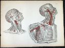 Vorschau Anatomischer Atlas von M. D. Weber, TAB. XXIX