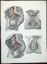 Vorschau Anatomischer Atlas von M. D. Weber, TAB. XXXI