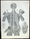 Vorschau Anatomischer Atlas von M. D. Weber, TAB. XXII