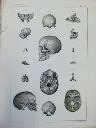 Vorschau Anatomischer Atlas von S. Laskowski, Tab. II