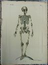 Vorschau Anatomischer Atlas von S. Laskowski, Tab. I