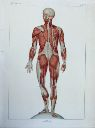 Vorschau Anatomischer Atlas von S. Laskowski, Tab. VI