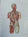 Vorschau Anatomischer Atlas von S. Laskowski, Tab. VIII