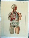 Vorschau Anatomischer Atlas von S. Laskowski, Tab. X