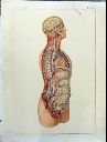 Vorschau Anatomischer Atlas von S. Laskowski, Tab. XV