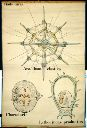 Vorschau Wandtafel, Radiolaria