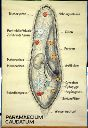 Vorschau Wandtafel, Paramecium caudatum