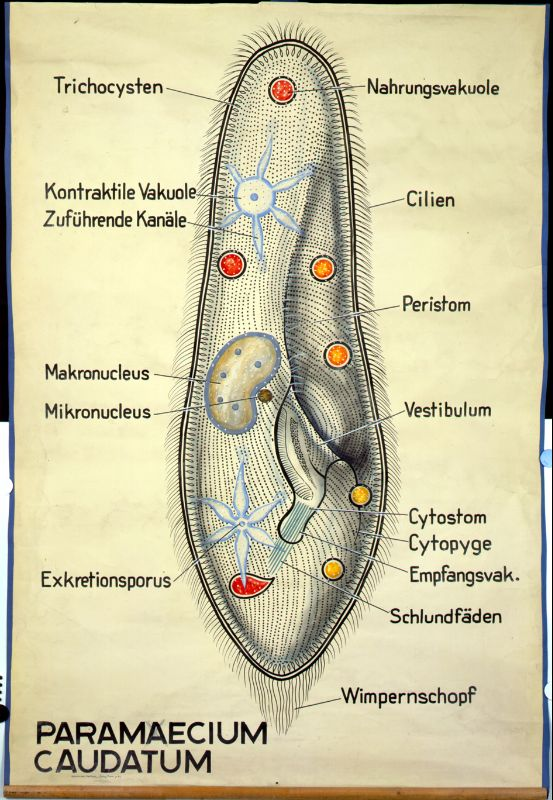 Wandtafel, Paramecium caudatum