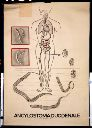 Vorschau Wandtafel, Ancylostoma