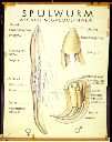 Vorschau Wandtafel, Spulwurm