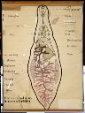 Vorschau Wandtafel, Dicrocoelium