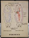 Vorschau Wandtafel, Monogenea