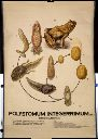 Vorschau Wandtafel, Polystomum