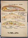 Vorschau Wandtafel, Turbellaria