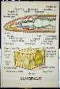 Vorschau Wandtafel, Lumbricus