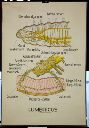 Vorschau Wandtafel, Lumbricus Nervensystem