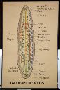 Vorschau Wandtafel, Hirudo medicinalis