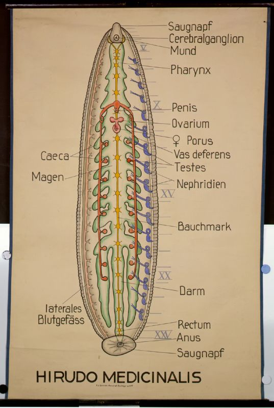 Wandtafel, Hirudo medicinalis