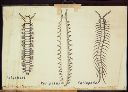 Vorschau Wandtafel, Vergleich Polychaeta-Arthropoda