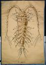 Vorschau Wandtafel, Copepode