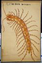 Vorschau Wandtafel, Lithobius