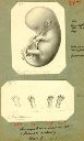 Vorschau Handzeichnungen zur Entwicklung des Makakenembryos