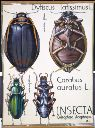 Vorschau Wandtafel, Dytiscus und Carabus